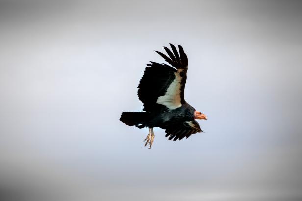 The Birds of Prey That Stand Guard Over California's Vineyards - Atlas  Obscura