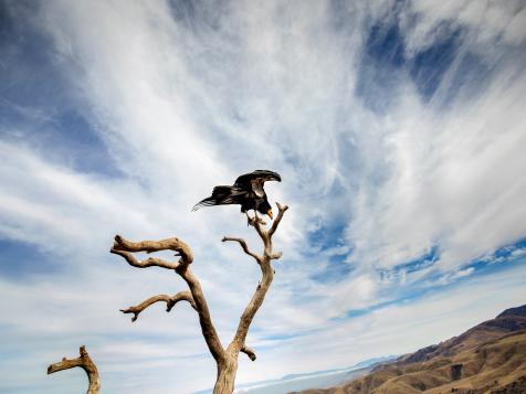 The California Condor Comeback Story