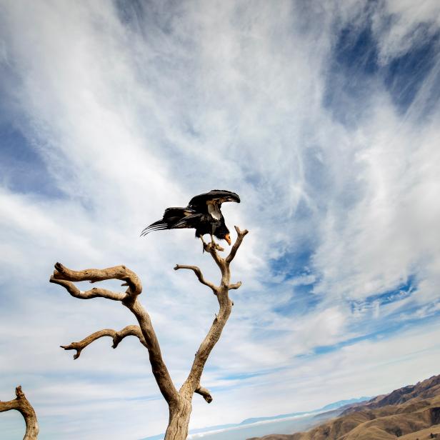 A California condor lands at Bitter Creek National Wildlife Refuge, California, where condor recovery work is taking place.