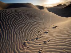 Nature photography is often about storytelling, and not just making pretty pictures (though it's important to make time to do just that, too!). And the Oceano Dunes have quite the story.