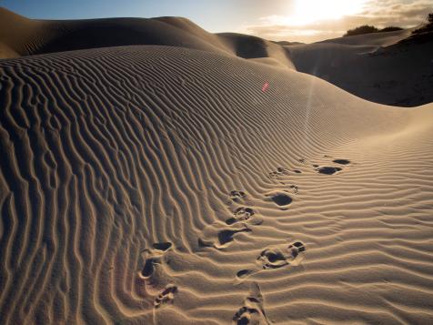 Protecting Sand Dunes Helps Wildlife