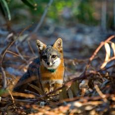 The rare, endangered island fox (Urocyon littoralis) is a unique species found nowhere else on Earth, except on six of the eight islands in the Channel Islands National Park off the coast of California. This is one of the earliest photos I ever took of the fox, back in 2006 when their numbers were exceptionally low. You can see one of the early tracking collars around this fox's neck.