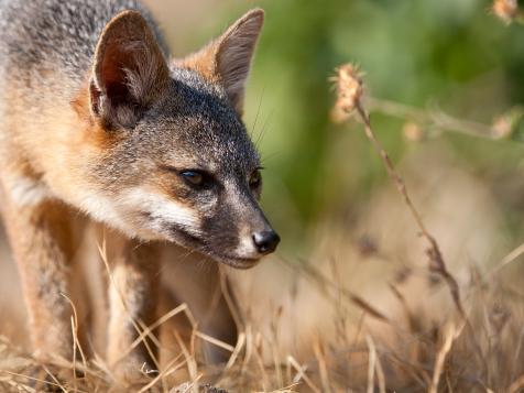 Meet the Island Fox of Channel Islands National Park