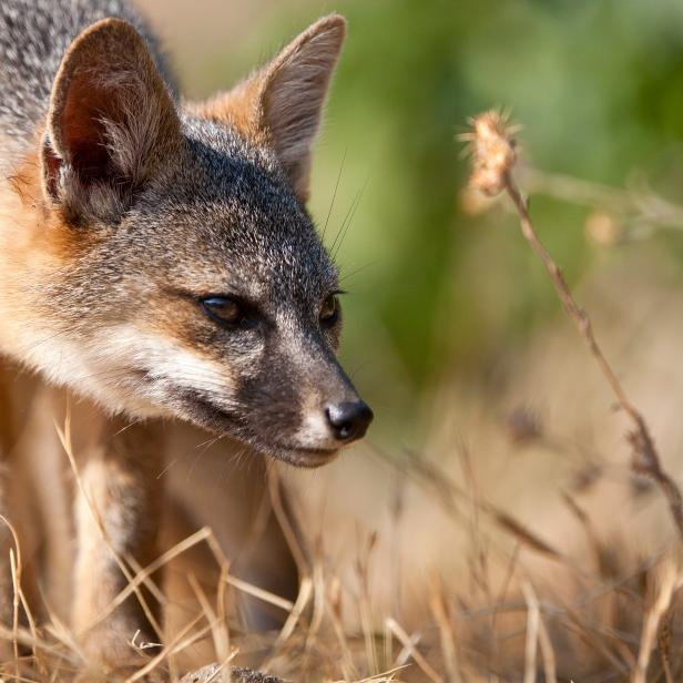 Island foxes have no natural predators, which allows them to hunt during daylight hours with peaks in activity at dusk and dawn.  The foxes have definitely become accustomed to the boatloads of people that arrive, and instead of hiding, sneak in for a closer look and for a snack. Feeding the foxes is not only illegal, but could hurt them, so visitors are strongly advised to keep food in special "fox boxes" and away from prying paws.