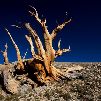 the oldest bristlecone pine tree in world