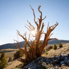Portrait of an ideal, twisted and tortured specimen of bristlecone pine, Inyo National Forest, White Mountains, California.