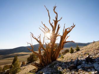 Portrait of an ideal, twisted and tortured specimen of bristlecone pine, Inyo National Forest, White Mountains, California.