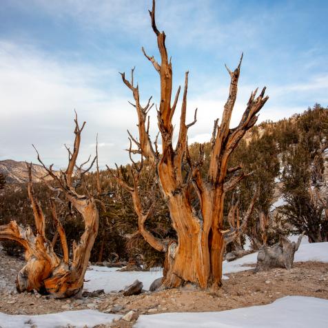 The bristlecone pine was first documented by F. Cruetzfeldt, a botanist with the Pacific Railway, but it was truly "discovered" for the forests remarkable age and importance by Dr. Edmund Schulman in the mid 1950s. It was his expedition that found Methusela.