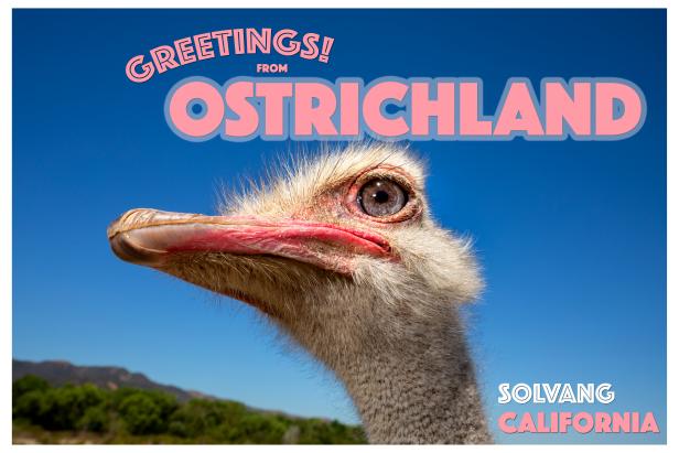 Landing - Real Ostrich