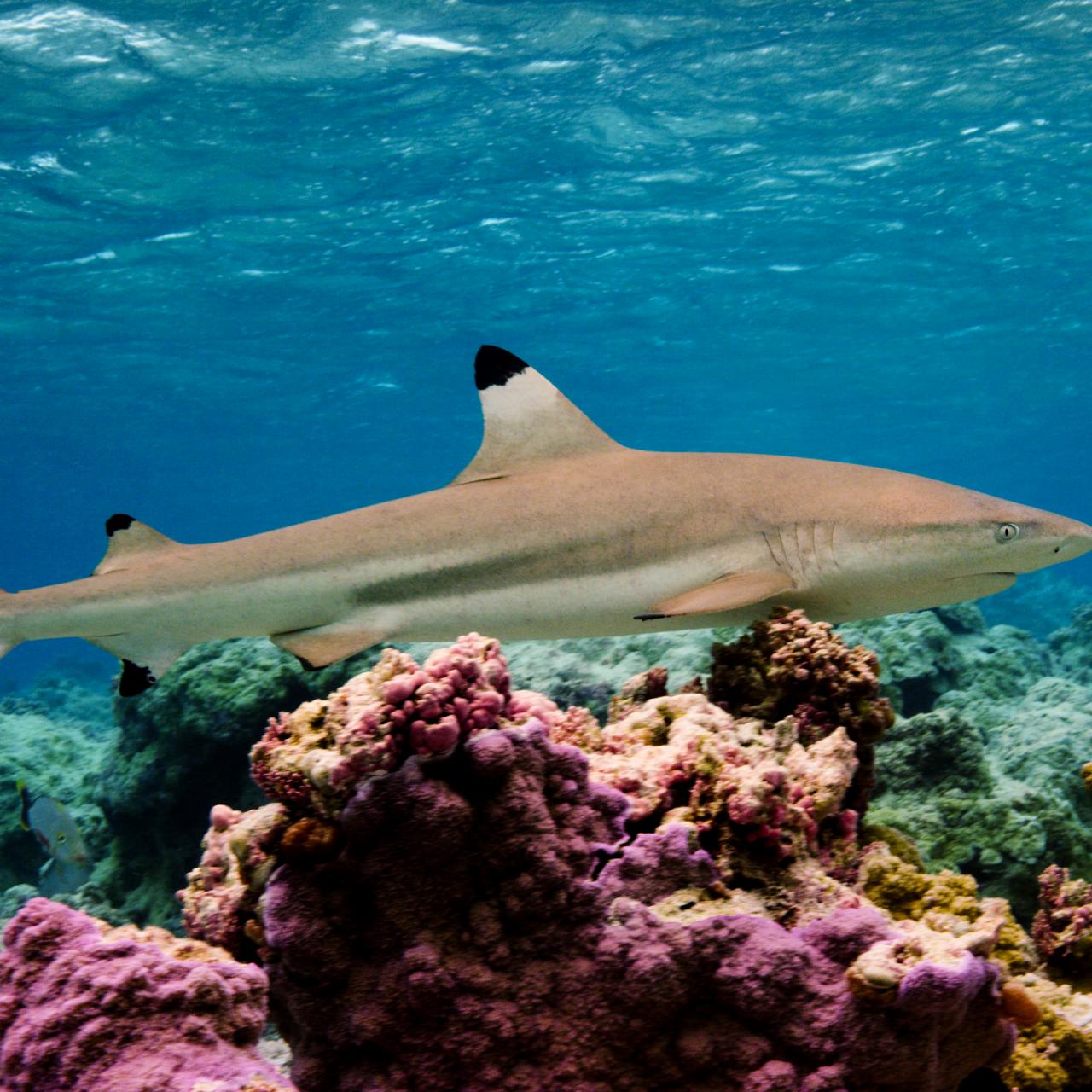Nature in Focus: Shark Atoll, Nature and Wildlife