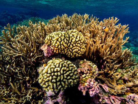 The Shark Atoll of Palmyra