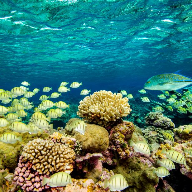 Convict tang and bluefin trevally in a vibrant coral reef at Palmyra Atoll National Wildlife Refuge part of the larger Pacific Remote Islands Marine National Monument which was established on January 6, 2009. The coral reef here is considered one of the most pristine in the world, allowing scientists and researchers an opportunity to study what a healthy reef should look like. Healthy reefs, mean healthy sharks! Healthy sharks, mean healthy reefs.