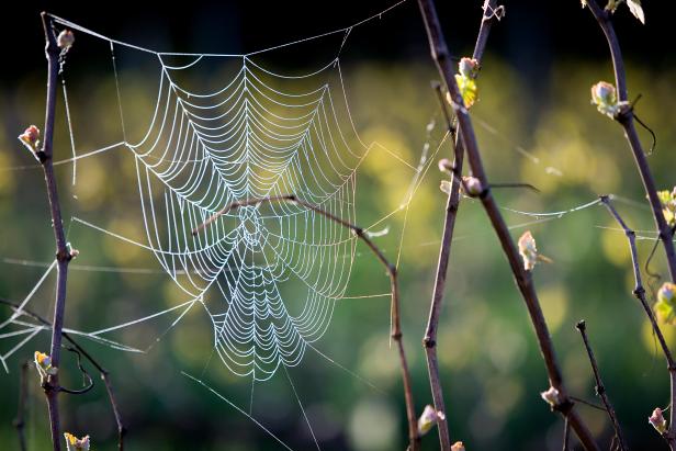 How to photograph a spider's web - Discover Wildlife