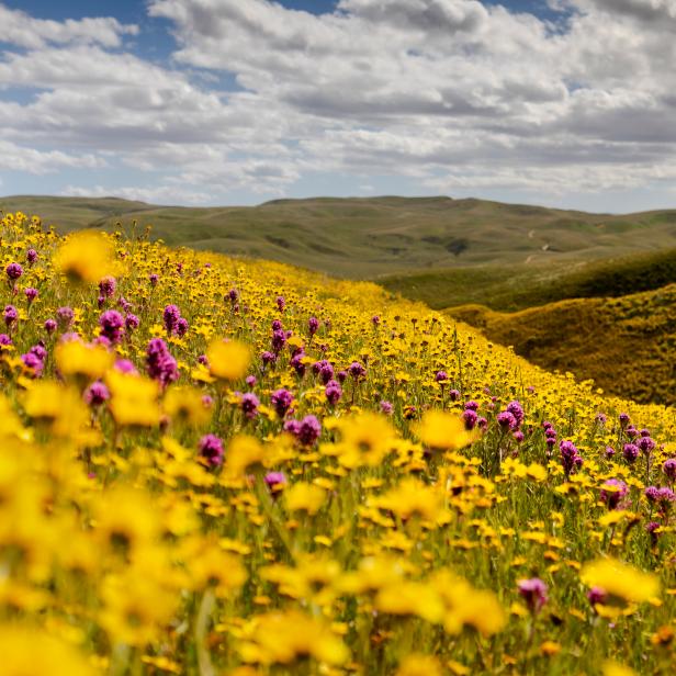 Southern California wildflower super bloom.
