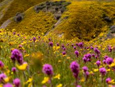 Southern California wildflower super bloom.