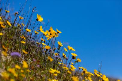 PHOTOS: See the wildflower 'superbloom' happening across California : The  Picture Show : NPR