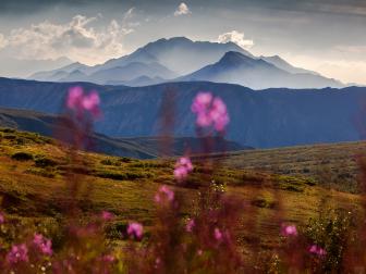 Denali National Park, Alaska: Scenic view of mountains and fireweed wildflowers inside the park.