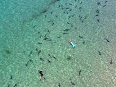 From the air you can truly appreciate the scale of this gathering of leopard sharks, which is one of the largest in the world. The drone operator not only was able to capture tons of sharks in each frame, but also photographed Ian Shive and Mermaid Linden as the sharks swam around them.