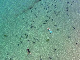 From the air you can truly appreciate the scale of this gathering of leopard sharks, which is one of the largest in the world. The drone operator not only was able to capture tons of sharks in each frame, but also photographed Ian Shive and Mermaid Linden as the sharks swam around them.
