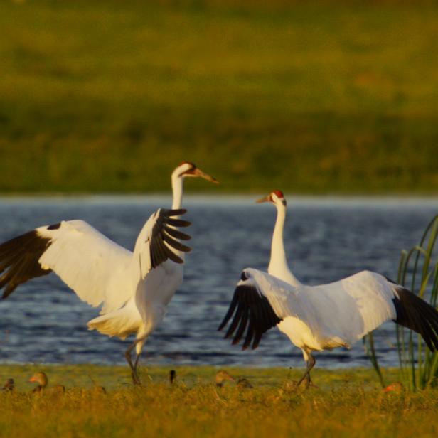 Two Texas Whooping Cranes preform their unique dance with each other along with their extremely loud vocalizations in Aransas National Wildlife Refuge, Texas. The volume of these vocalizations is thanks to their five foot windpipe, the longest of the species. These cranes travel over 2,5000 miles each year to winter in Texas on the 115,000 acre Aransas National Wildlife Refuge.