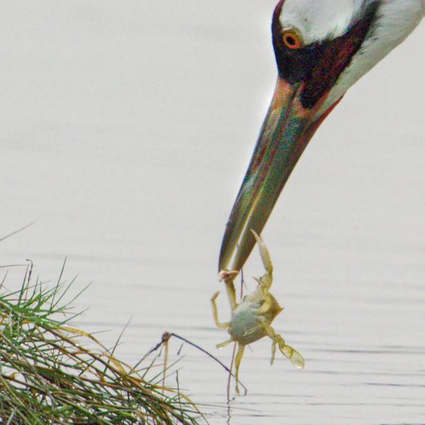 A native Texas Whooping Crane pulls a blue crab out of the water in Aransas National Wildlife Refuge, Texas. These cranes travel over 2,5000 miles each year to winter in Texas on the 115,000 acre refuge and enjoy other seafood like clams and fish.