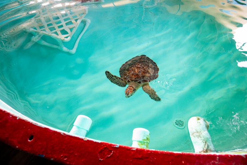 An Atlantic green sea turtle swims towards the edge of their tank in preparation for their food at Sea Turtle, Inc on South Padre Island, Texas. Patients at Sea Turtle, Inc are carefully examined to determine their nutritional and rehabilitation needs. Sea Turtle, Inc rehabilitates 40 to over 100 sea turtles each year and releases them back into Gulf Coast waters.