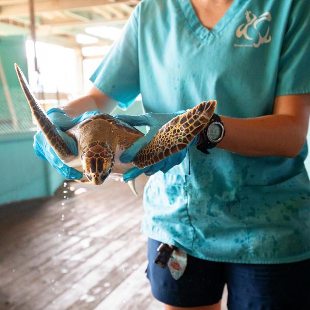 An Atlantic green sea turtle patient is lifted out of their tank by a Sea Turtle, Inc staff member to be weighed and measured before being released back into the wild on South Padre Island, Texas. Sea Turtle, Inc records the patients information as well as ensuring it has a tracker incase it becomes stranded again. Sea Turtle, Inc rehabilitates 40 to over 100 sea turtles each year and releases them back into Gulf Coast waters.