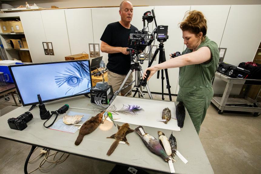 Dr. Austin Richards, P.h.D. built a custom ultraviolet camera that allows us to see the additional spectrums of UV light, that many birds have been identified as being able to see. Unlike a UVA or blacklight, the images rely on reflectivity, therefore showing us results in black and white.