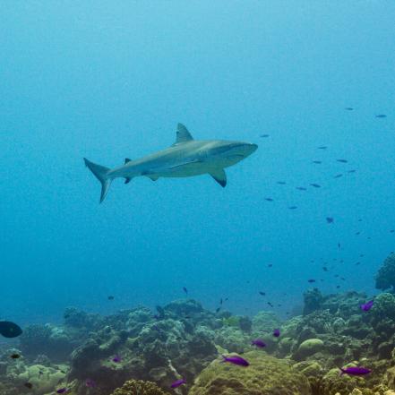 The abundance of reef fish, combined with the overlapping protections as a National Wildlife Refuge, Marine National Monument and United States Airforce base ensures a healthy ecosystem for multiple species of shark.