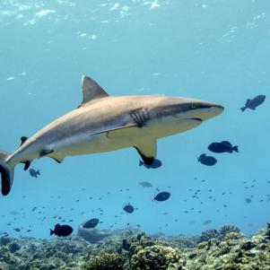 A grey reef shark patrols the reef edge. Wake Atoll is a coral atoll located in the western Pacific Ocean in the northeastern area of the Micronesia subregion, 1,501 miles east of Guam, 2,298 miles  west of Honolulu and 1,991 miles southeast of Tokyo.  The submerged and emergent lands at the atoll are a unit of the Pacific Remote Islands Marine National Monument.