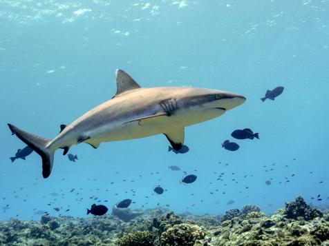 Welcome to Shark Island: Wake Atoll