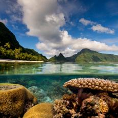 Coral reef, The National Park of American Samoa, Ofu Island.