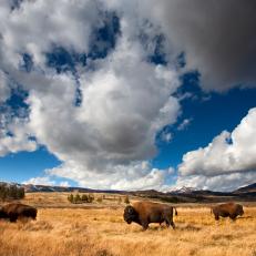 American Bison (often called buffalo)  in Yellowstone National Park, Wyoming.