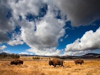American Bison (often called buffalo)  in Yellowstone National Park, Wyoming.