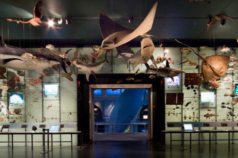 Visit New York City's American Museum of Natural History from Home