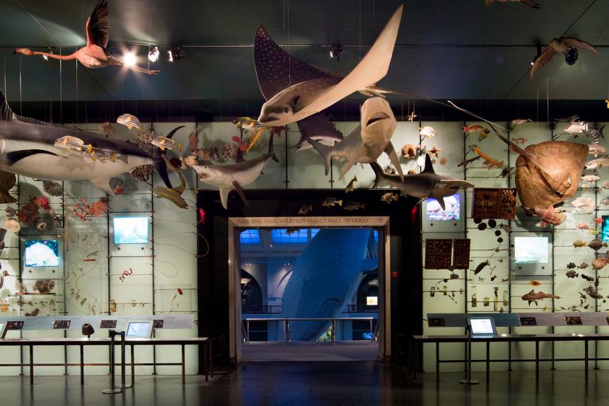 The Hall of Biodiversity in the American Museum of Natural History features 1,500 specimens representing the amazing diversity of life on Earth.