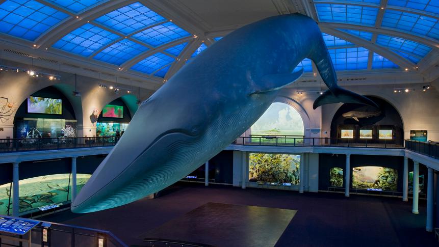 The 94-foot-long blue whale model floating above the Milstein Hall of Ocean Life at the American Museum of Natural History weighs 21,000 pounds.