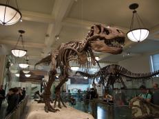 Take a private tour of NYC’s American Museum of Natural History from home!
