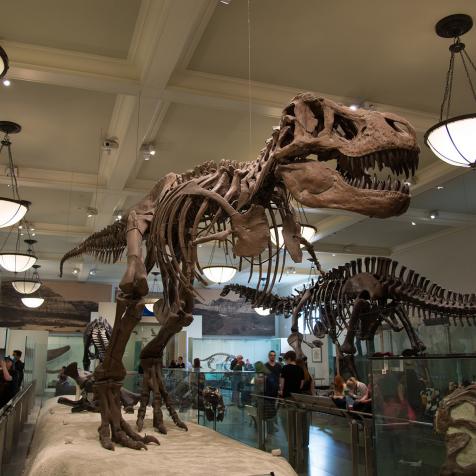 The iconic T. rex fossil dominates the Hall of Saurischian Dinosaurs in New York’s American Museum of Natural History.  