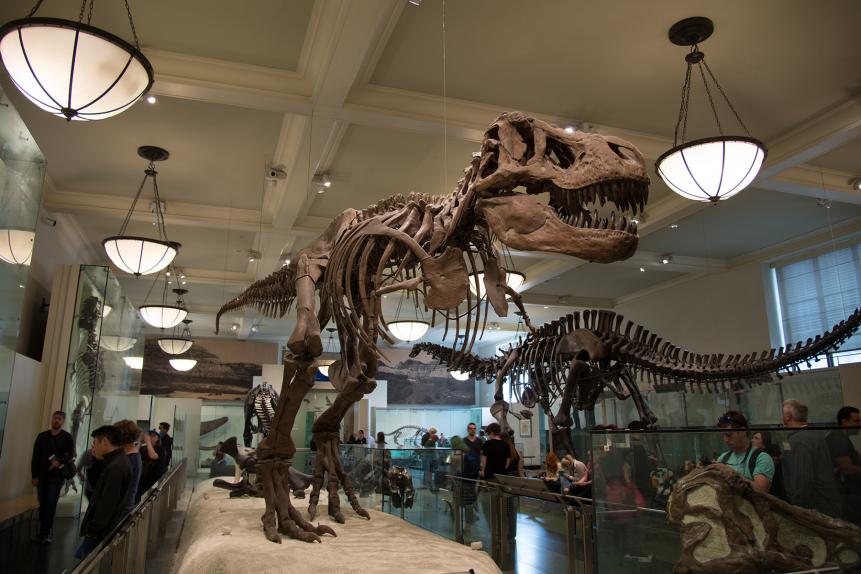 The iconic T. rex fossil dominates the Hall of Saurischian Dinosaurs in New York’s American Museum of Natural History.  
