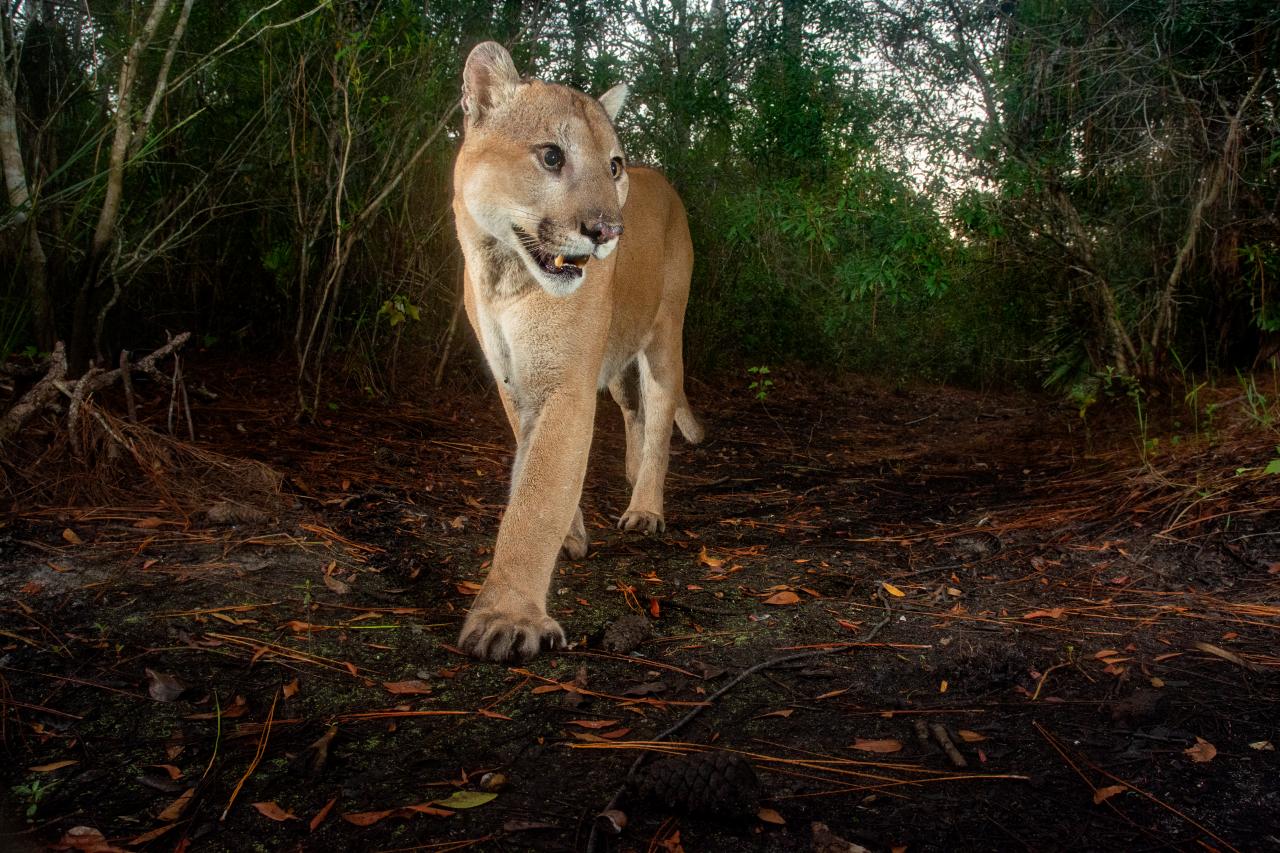 Florida Panthers on X: Road trip up north starts tonight in