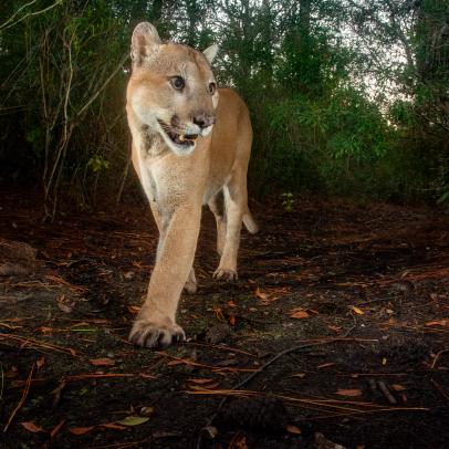 Camera trap image of a male Florida panther (Puma concolor coryi) from Babcock Ranch State Preserve, part of the Florida Wildlife Corridor interior to Fort Myers. The Nature Conservancy works to protect land in Florida by partnering with private landowners and state government entities to help preserve wildlife habitat and to help support wildlife corridors.  October 2018.