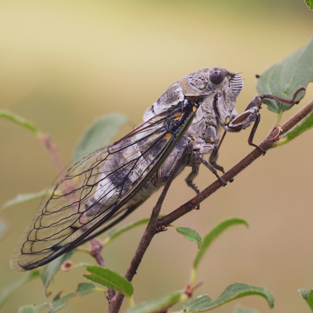 If Cicadas Come Out Once Every 17 Years, Why Do You See Them Every