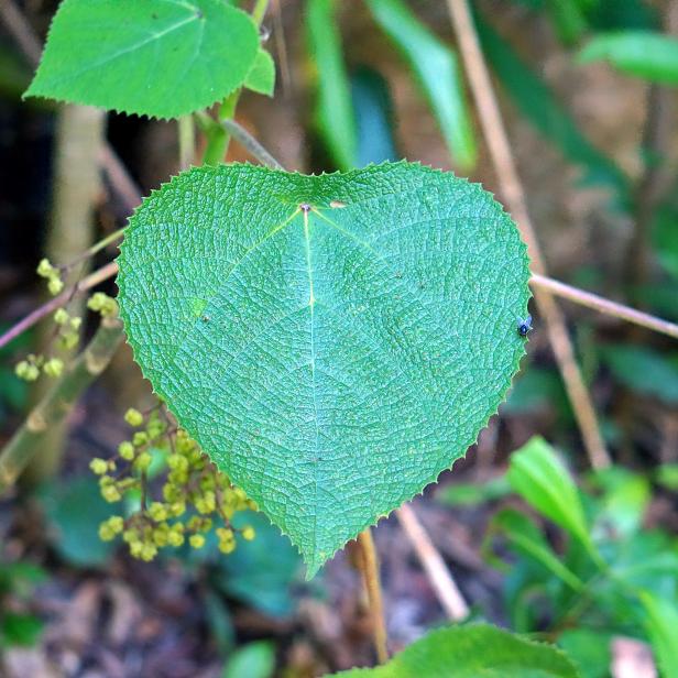 Typical leaf from a stinging bush found in eastern Australia, Papua New Guinea and Indonesia.  Known as Gympie-gympie in Australia and salat in Papua New Guinea, contact with this leaf can result in human death, more often extreme pain that can last for months.  Stinging hairs deliver a potent neurotoxin when touched.  Leaf has medicinal purposes in some PNG tribes.  Scientific name is Dendrocnide moroides.
