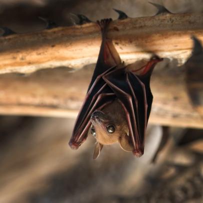 If A Bat Were To Bite You In Your Sleep, You'd Probably Never Know | Nature  and Wildlife | Discovery