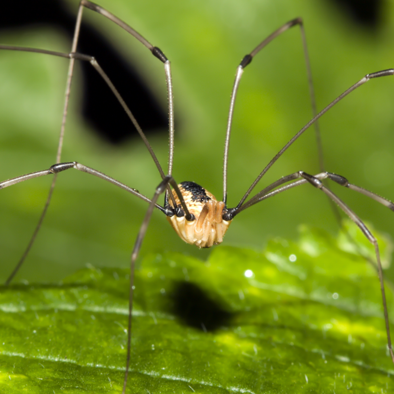 Are daddy-long-legs really the most venomous spider? Here's the