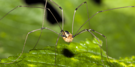 Manchester City, Manchester United and the daddy long-legs. Again