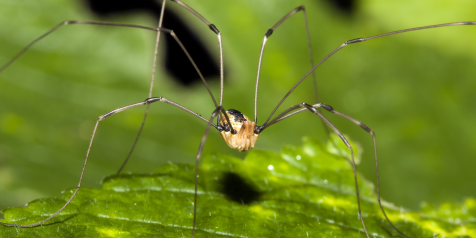 Myth: Daddy-longlegs would be deadly but