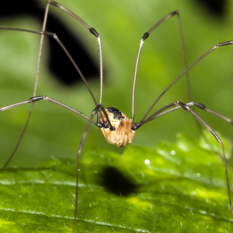 Opschudding Klap mager Most of What You Know About Daddy Longlegs Is Wrong | Nature and Wildlife |  Discovery