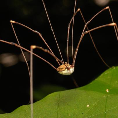 are daddy long leg spiders poisonous to dogs